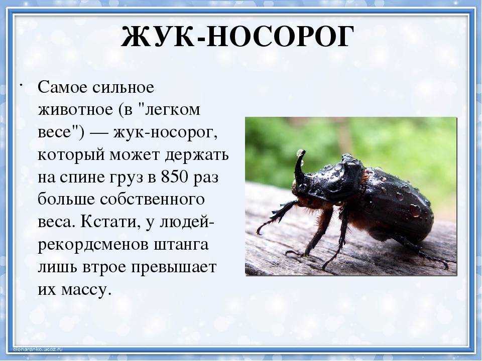 Навозный жук: сказка ганса христиана андерсена читать онлайн