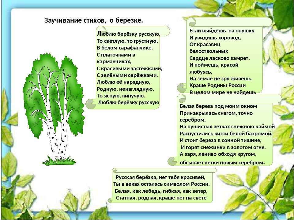 Стихи про березу - поэтическая подборка для детей