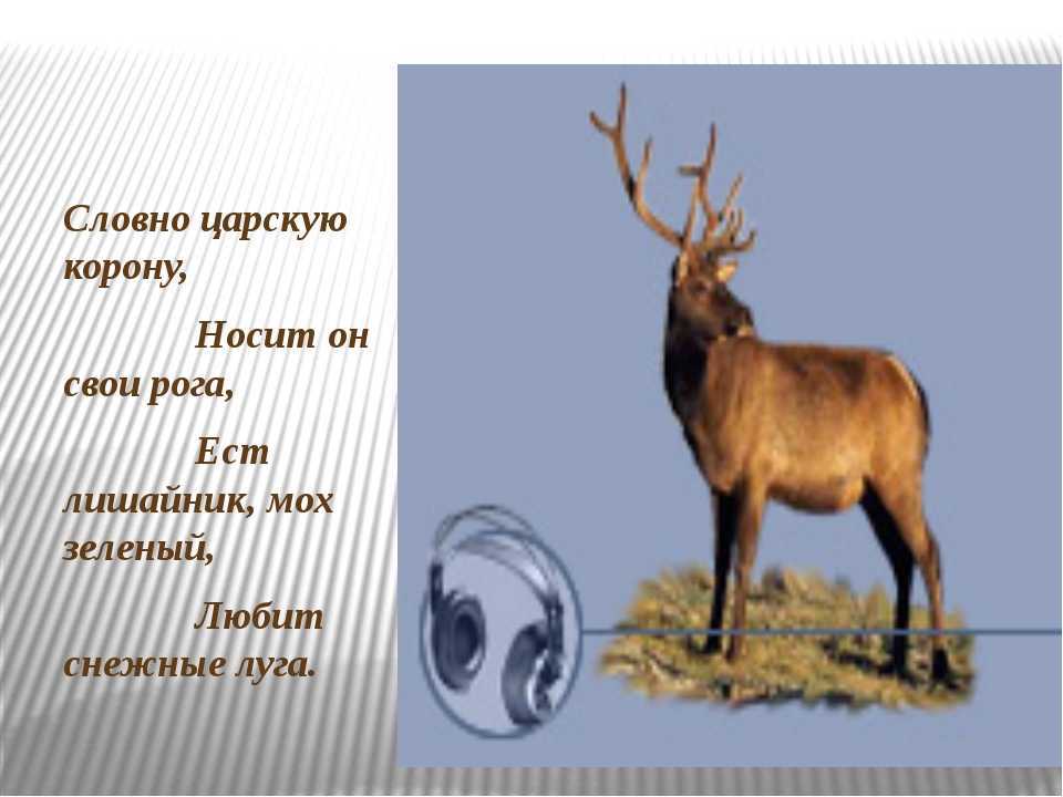 Загадки для детей про животных