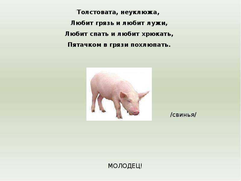 Загадки для детей 7 лет с ответами ✅ блог iqsha.ru