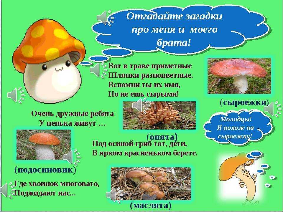 Загадки про мухомор и про бледную поганку