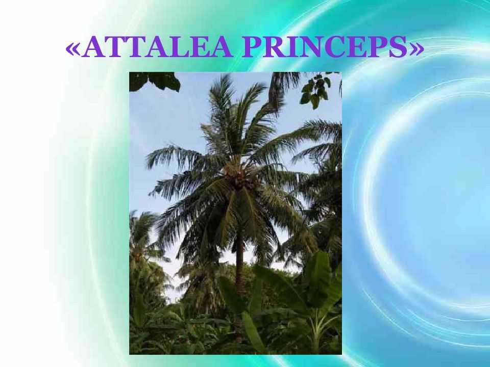 Читательский дневник по сказке «attalea princeps» всеволода гаршина