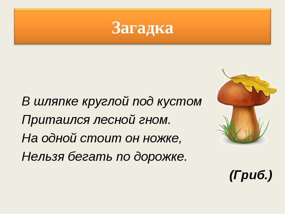 Загадки про грибы для детей | 100 самых лучших