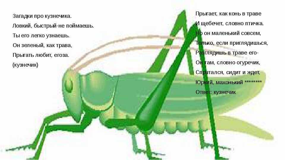 55 интересных загадок на смекалку с ответами для детей ✅ блог iqsha.ru