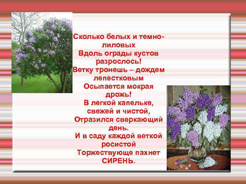 Красивые стихи про сирень для детей и взрослых