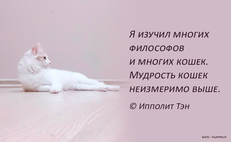 77 кошачьи пословицы и поговорки - кошки 2023