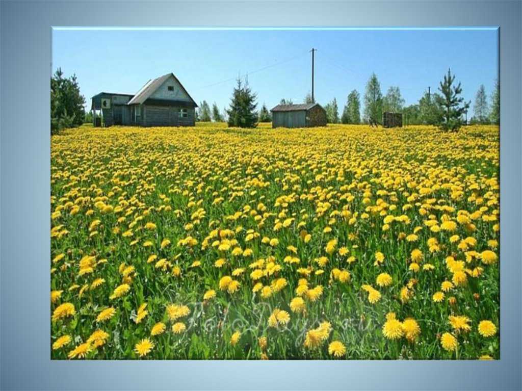 Золотой луг читать онлайн