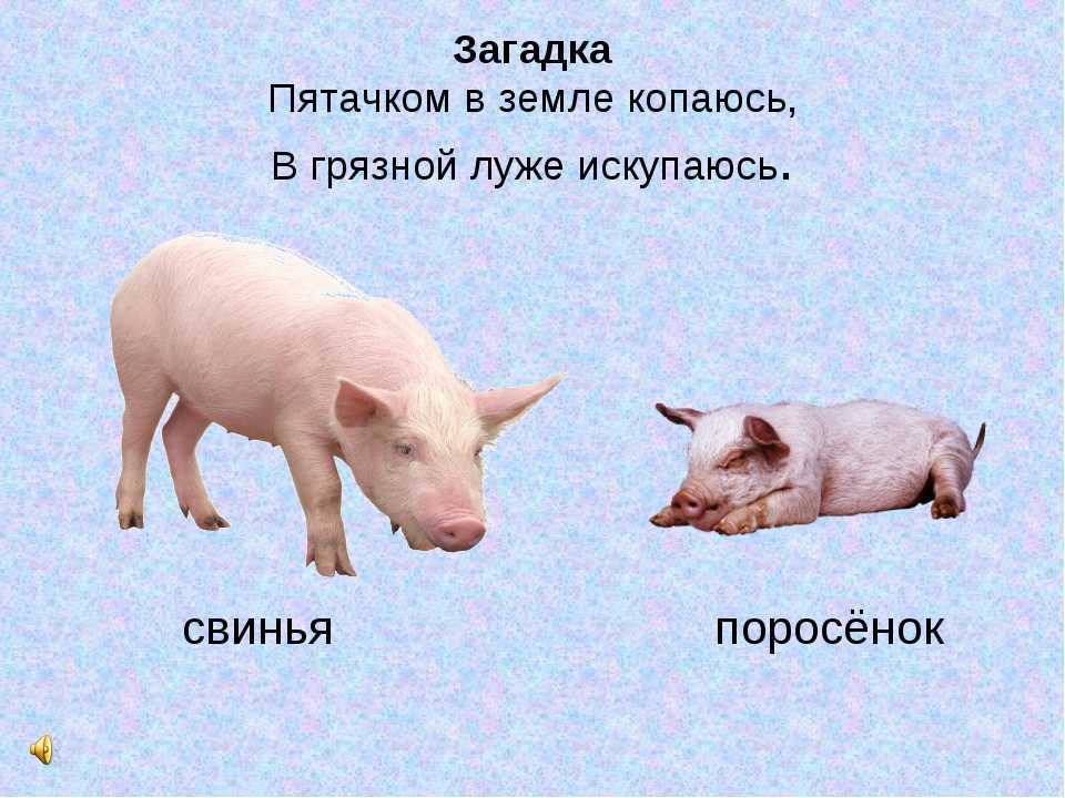 Логические задачи для взрослых. сложные загадки на логику