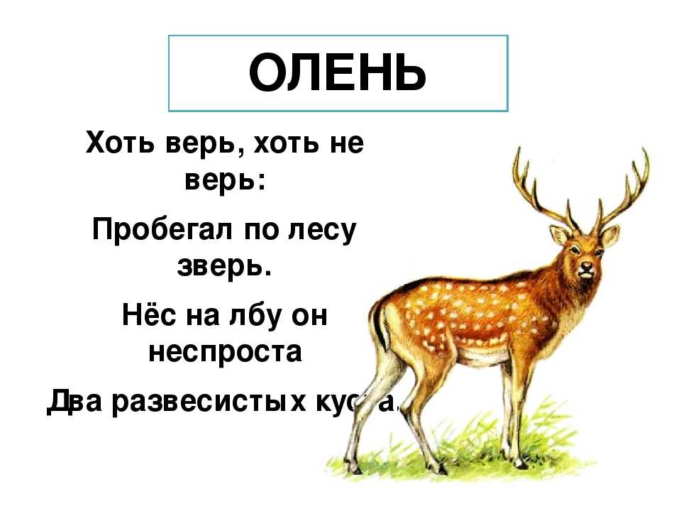 Детские загадки про животных с ответами