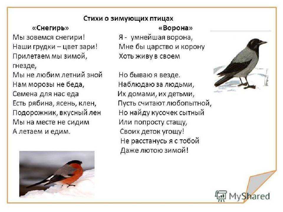 Короткие стихи про голубей