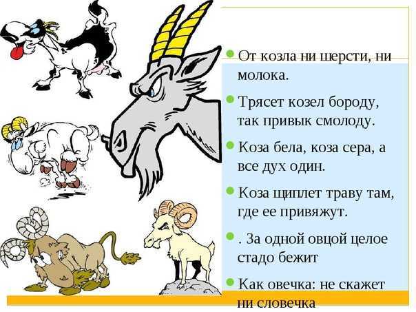 Сборник интересных пословиц об овце - символичные и поучительные высказывания Народная мудрость для воспитания и развития детей