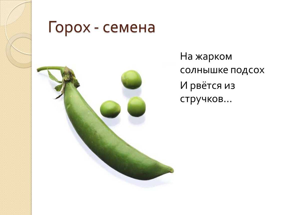 Загадки с грядки с ответами