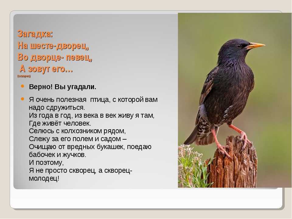 Загадки о птицах с ответами – 90 самых лучших загадок – ladyvi.ru
