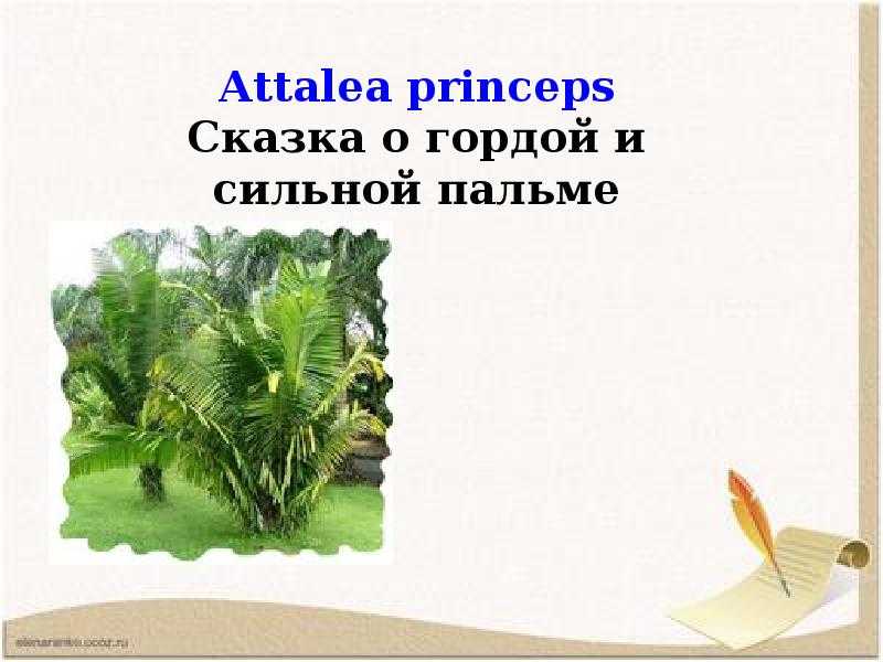 Сказка Attalea princeps расскажет о маленькой целеустремленной пальме, которая жила под стеклянным куполом Какие мысли ее посещали, слушайте
