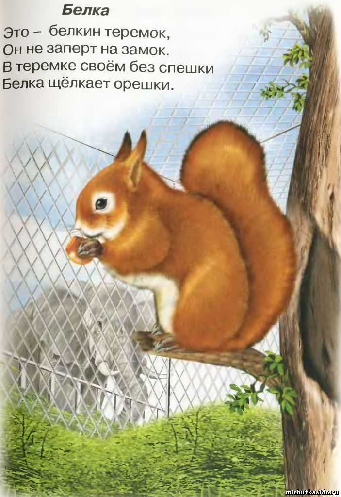 Прикольные стихи про белку ~ поздравинский - агрегатор поздравлений для всех праздников