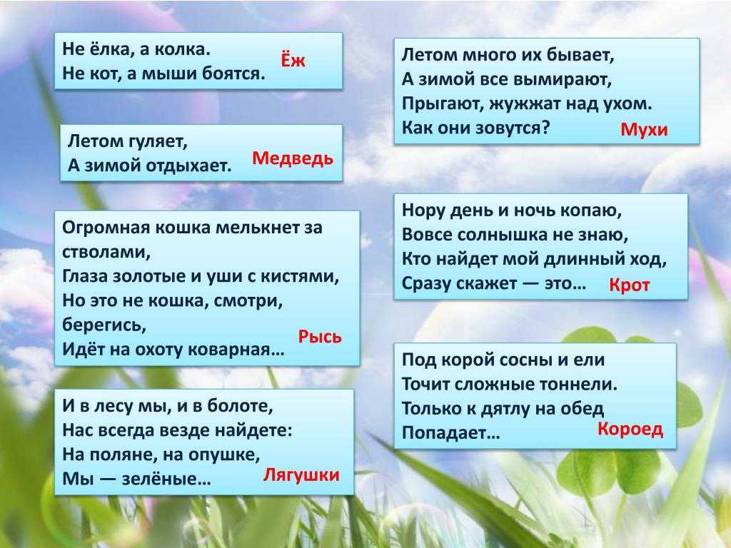 Загадки по окружающему миру с ответами, 1 класс
