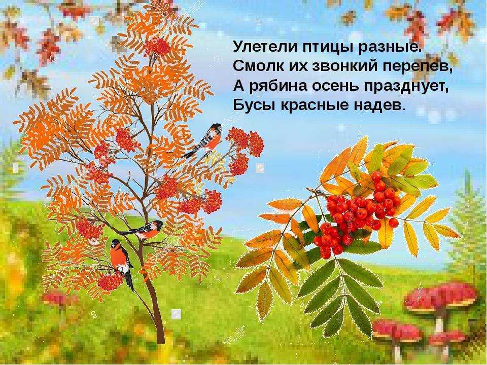 Стихи про рябину - подборка красивых и коротких стихотворений про рябину русских поэтов для детей - na5.club