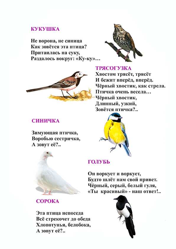 Загадки про птиц для детей 2 класса с ответами
