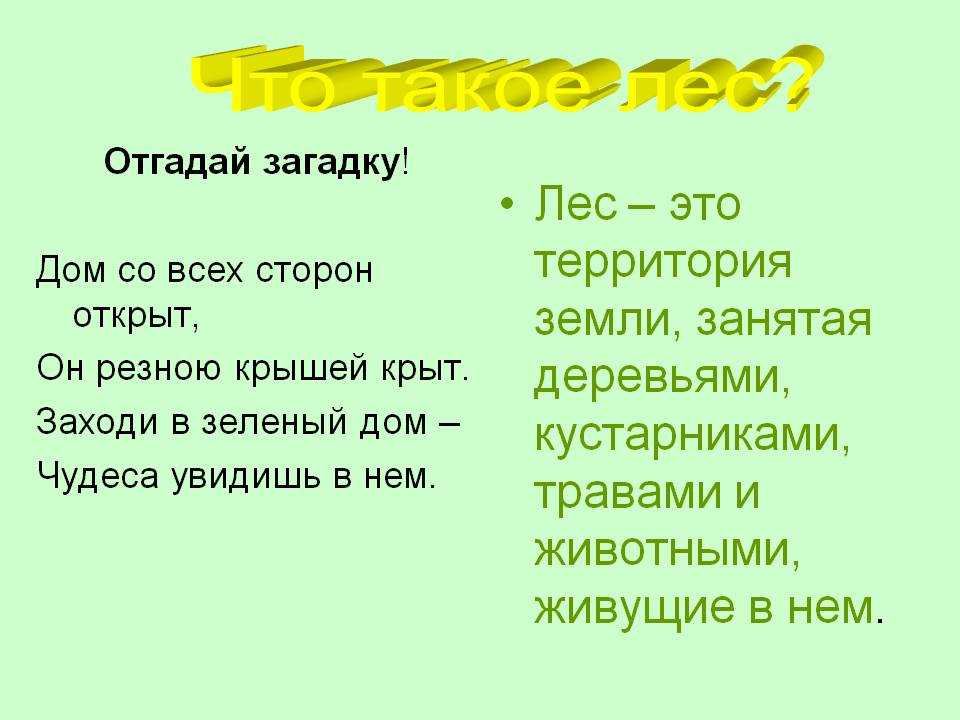 Загадки про лес для детей с ответами. викторина «загадки леса»
