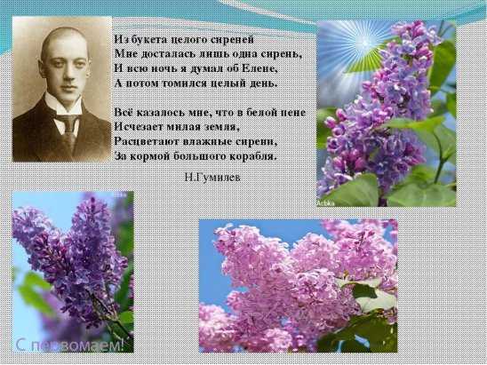 Красивые картинки с днем сирени (поздравления, стихи, смс)
