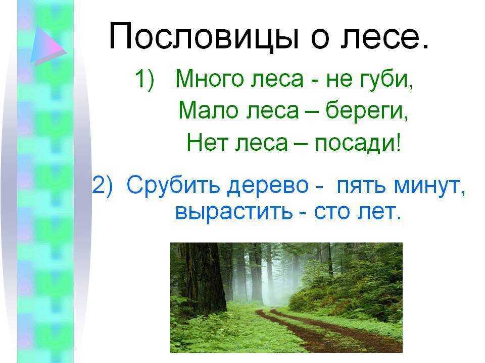 Русские народные пословицы и поговорки о лесе Подборка поговорок и пословиц про лес