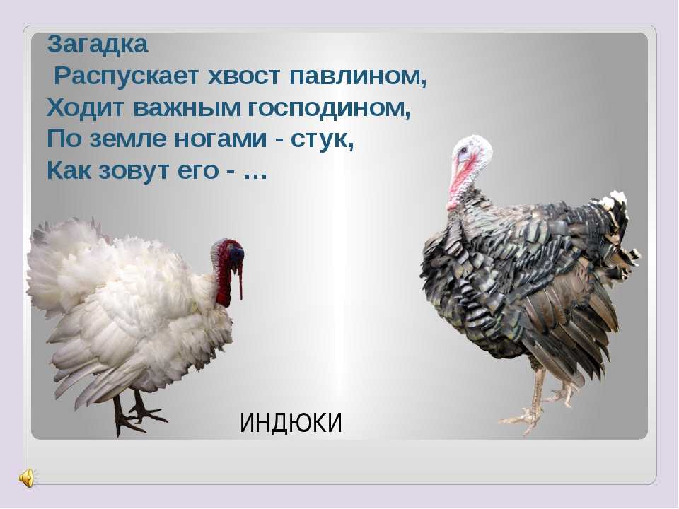 55 интересных загадок на смекалку с ответами для детей ✅ блог iqsha.ru