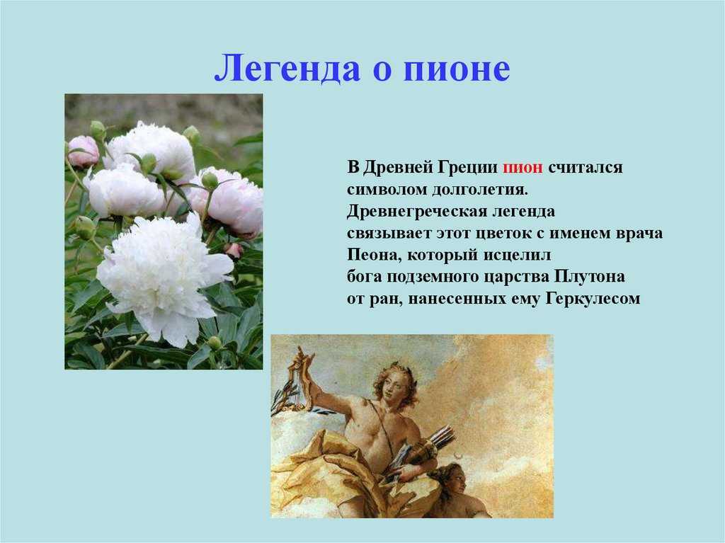 Пионы