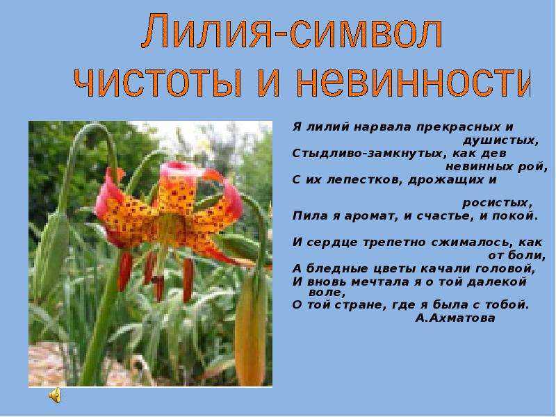 "уж распустились лилии в моём саду…": дневник пользователя янтарик 2010: дневники - женская социальная сеть myjulia.ru