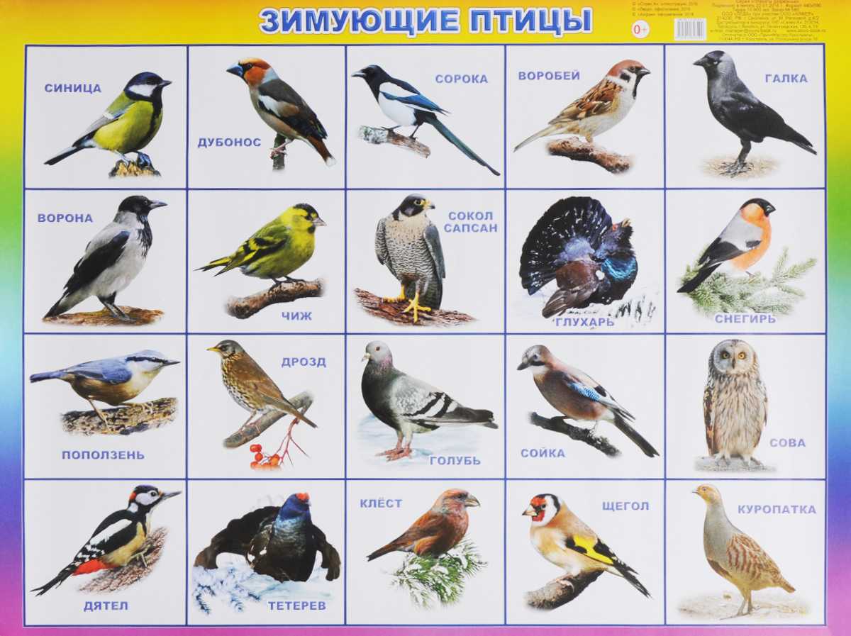 Загадки про птиц для детей 6-7 лет с ответами
