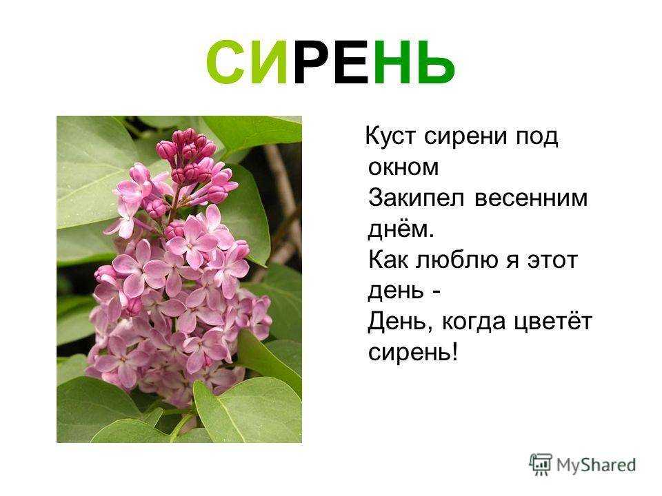 Нежность и красота цветов, изумительные ароматы - в стихах про сирень Читать короткие и длинные стихотворения о сирени онлайн