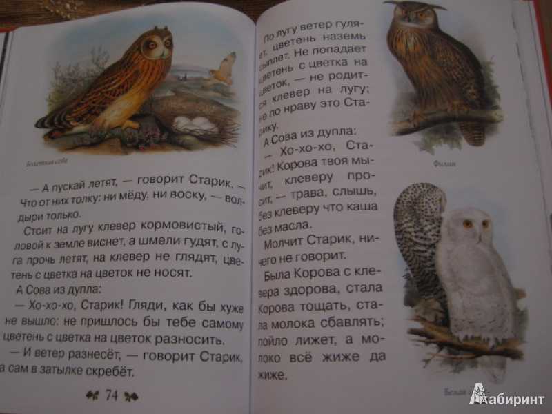Сова виталий бианки. рассказы рассказы детям (аудио)