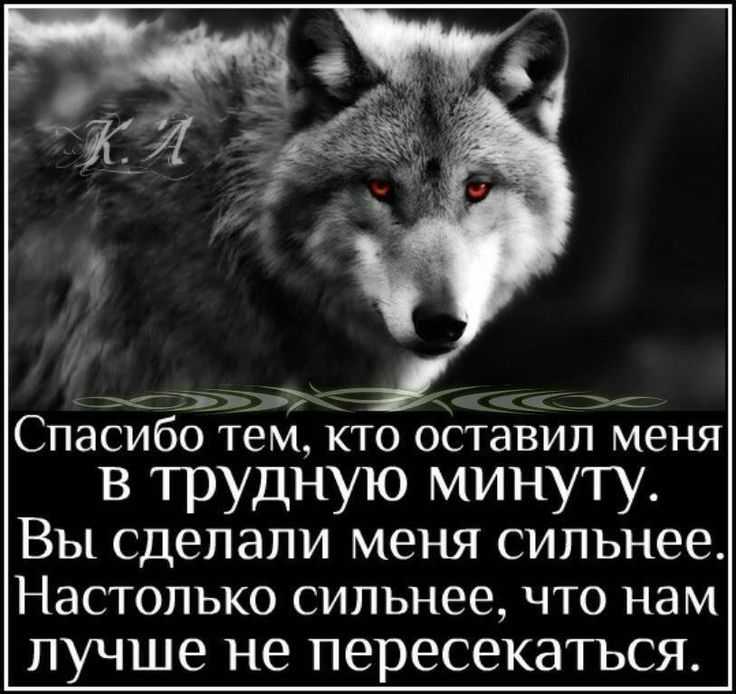 Пословицы и поговорки про волка - самые интересные и познавательные Народные изречения для кругозора, интеллекта и общего развития