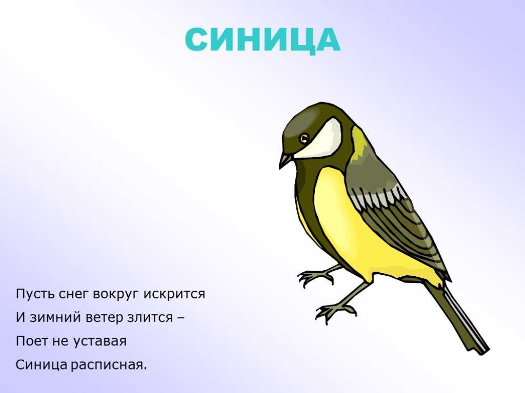 Стихи про птиц для школьников 4-6 класса