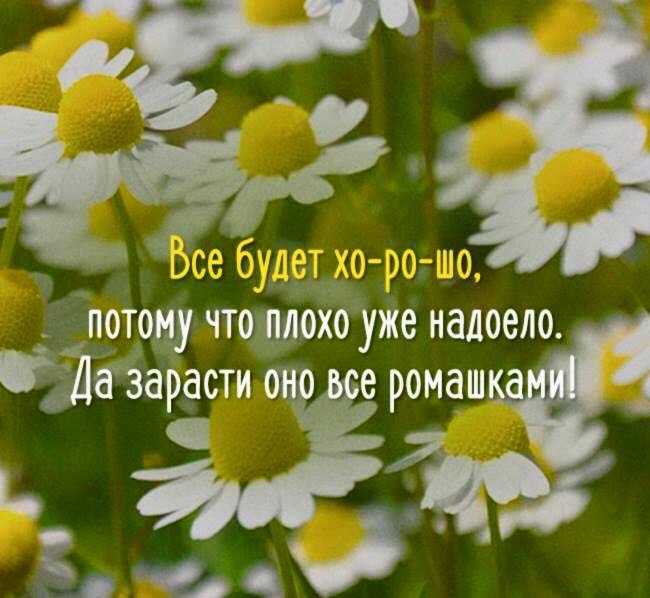 Статусы про ромашки – со смыслом, прикольные