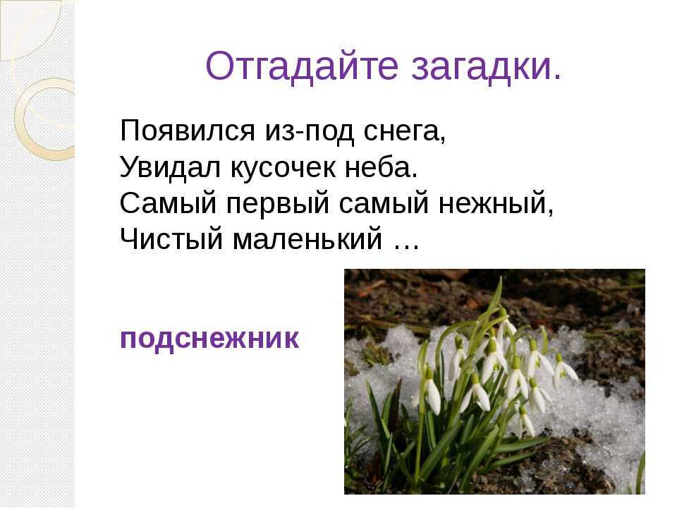 Загадки про цветы - подготовка к школе и развивающие задания для детей мама7я