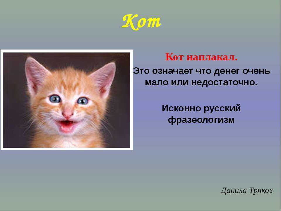 Презентация на тему "фразеологический оборот «кот наплакал»"