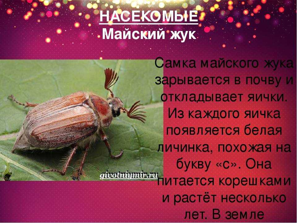 Сказки о насекомых: перечень и анализ популярных произведений
