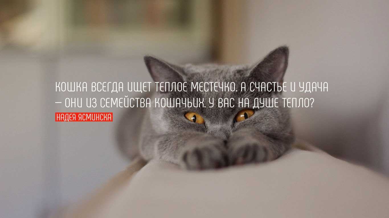 Пословицы и поговорки о животных для детей дошкольного возраста