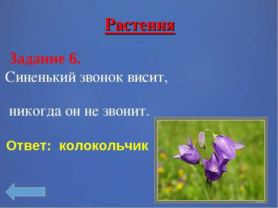 Народные загадки для 1-2 класса с ответами