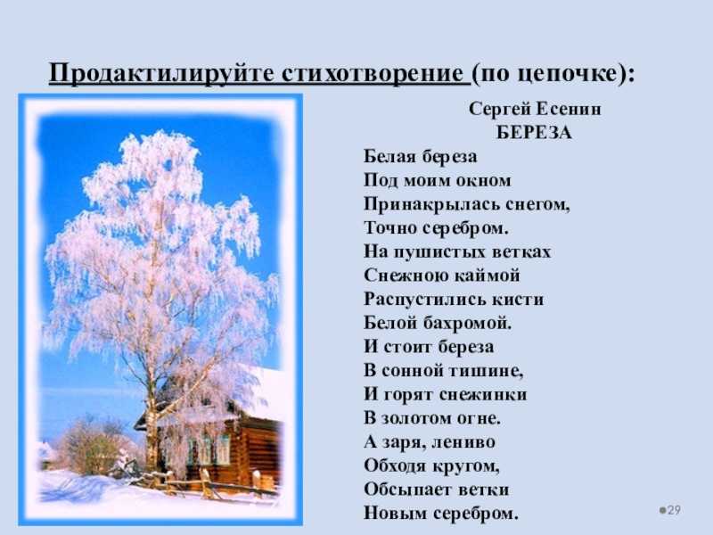 Береза c. есенина, текст и анализ стихотворения: идея, композиция, жанр