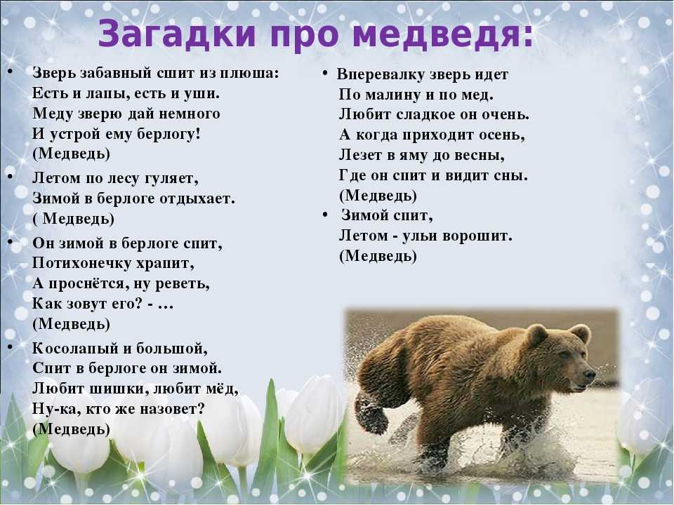 Загадки про медведя - подготовка к школе и развивающие задания для детей мама7я