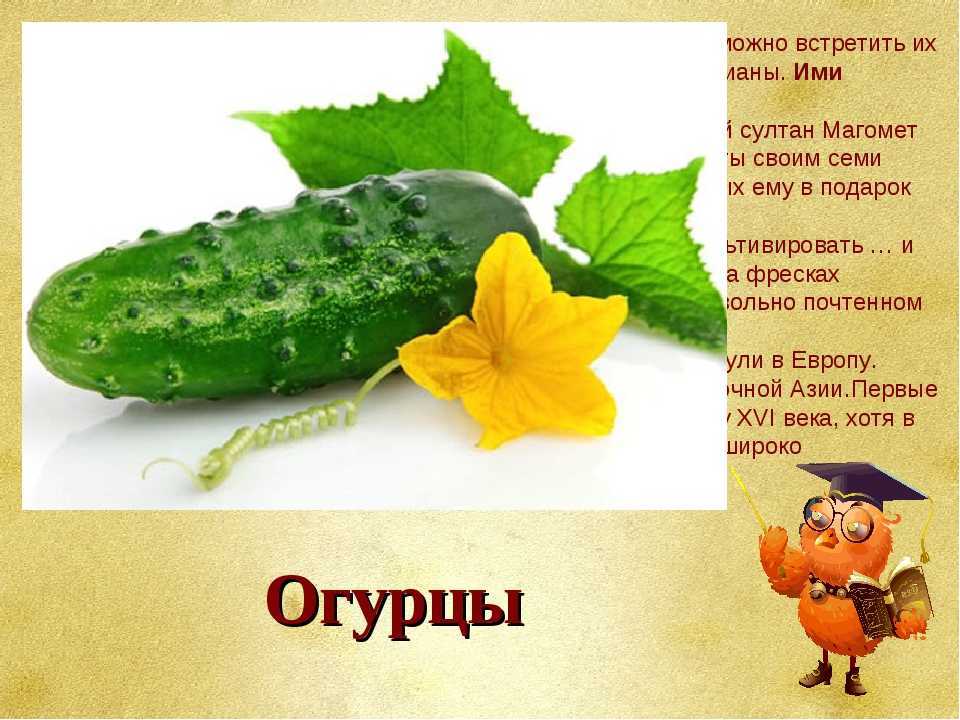 Загадки детям про урожай