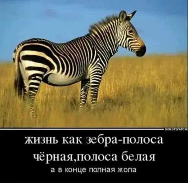 Аудиокнига  - полоса черная, полоса белая
