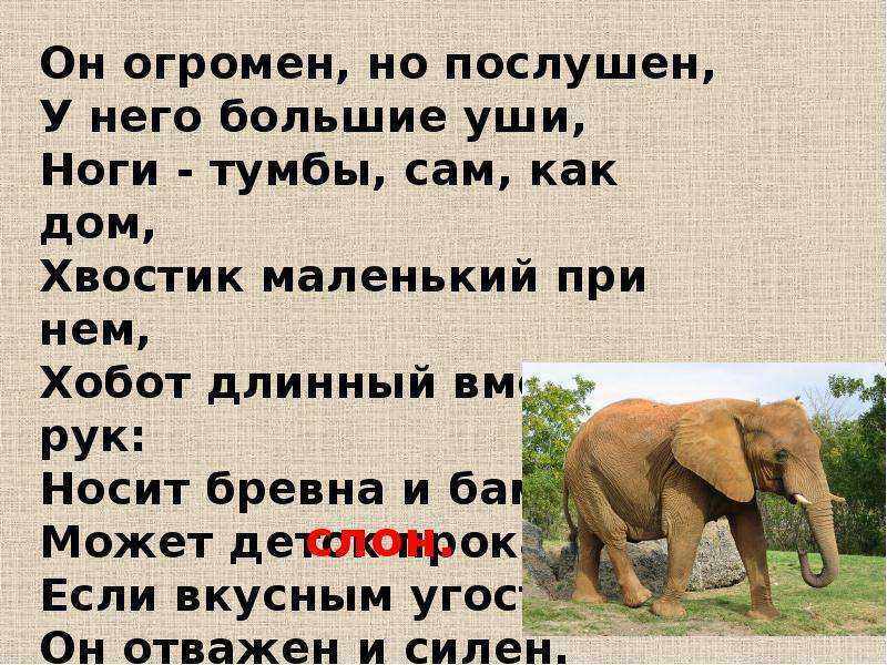 Стихи про животных. детские стихи о животных   | материнство - беременность, роды, питание, воспитание