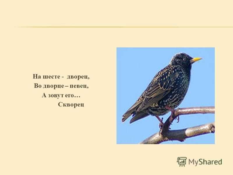 Загадки для дошкольников с ответами - загадки  - преподавание - образование, воспитание и обучение - сообщество взаимопомощи учителей педсовет.su