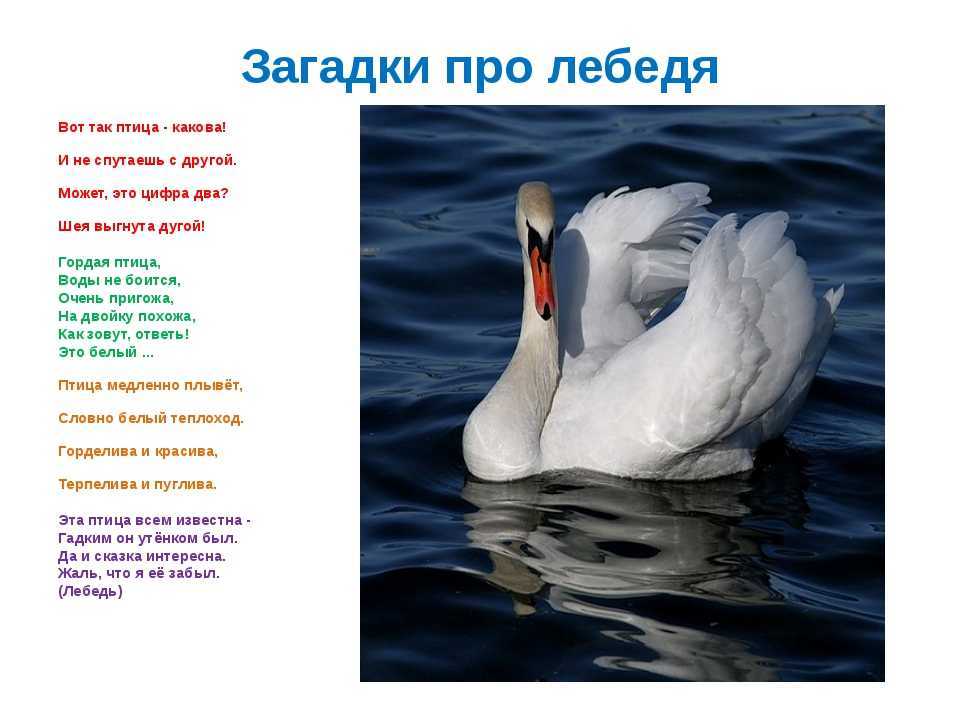 Загадки по сказкам а. с. пушкина для детей с ответами