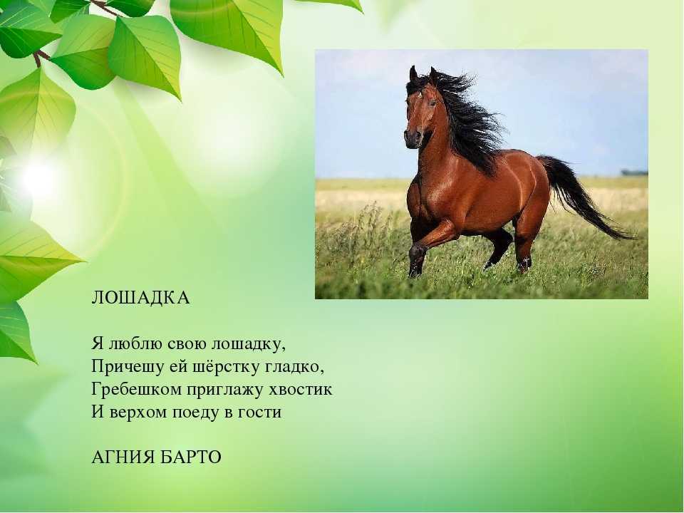 Детские стихи о лошадях