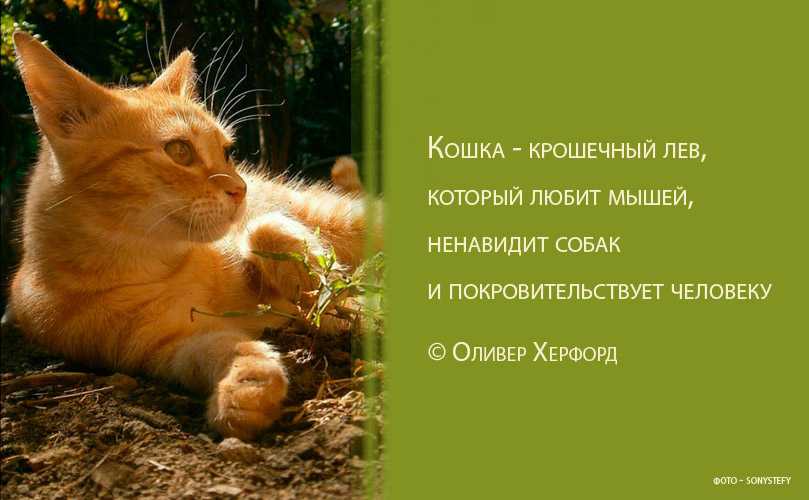 ✅ пословицы о животных «601 штука» поговорки для 1,2,3,4,5 класса