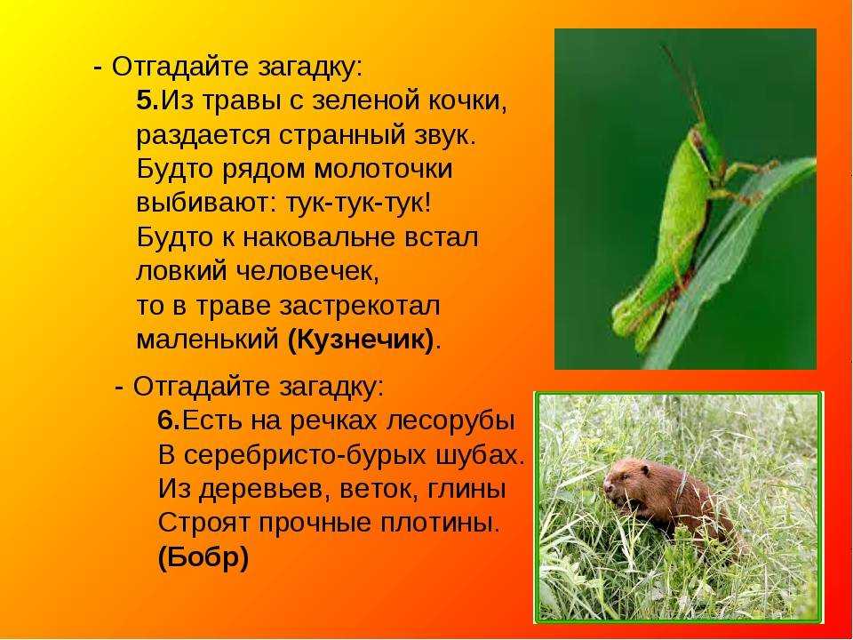 Загадки с использованием имен прилагательных для детей