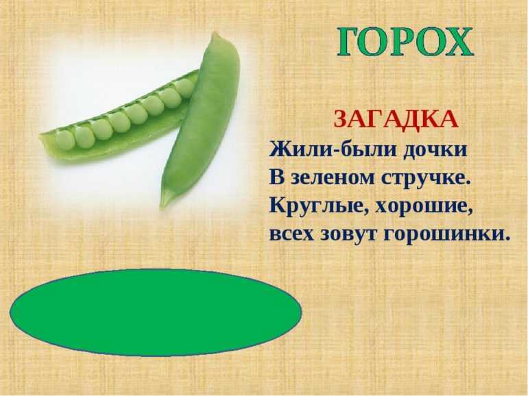 Вы сможете найти сборник самых лучших загадок про горох для детей вместе с ответами Разгадывайте с нами